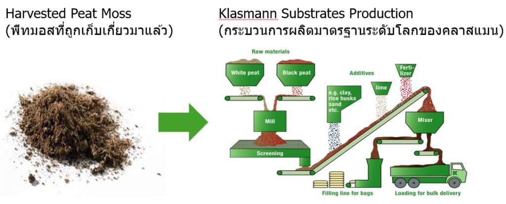 กระบวนการผลิตคลาสแมนพีทมอส