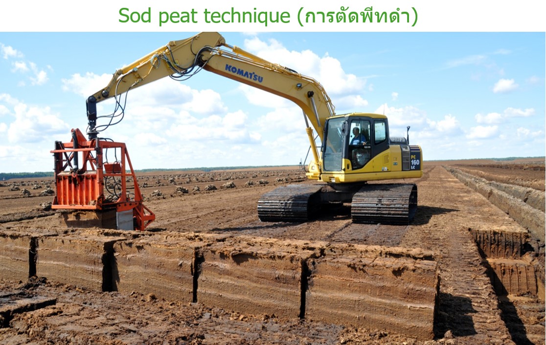 การตัดก้อนพีทดำ