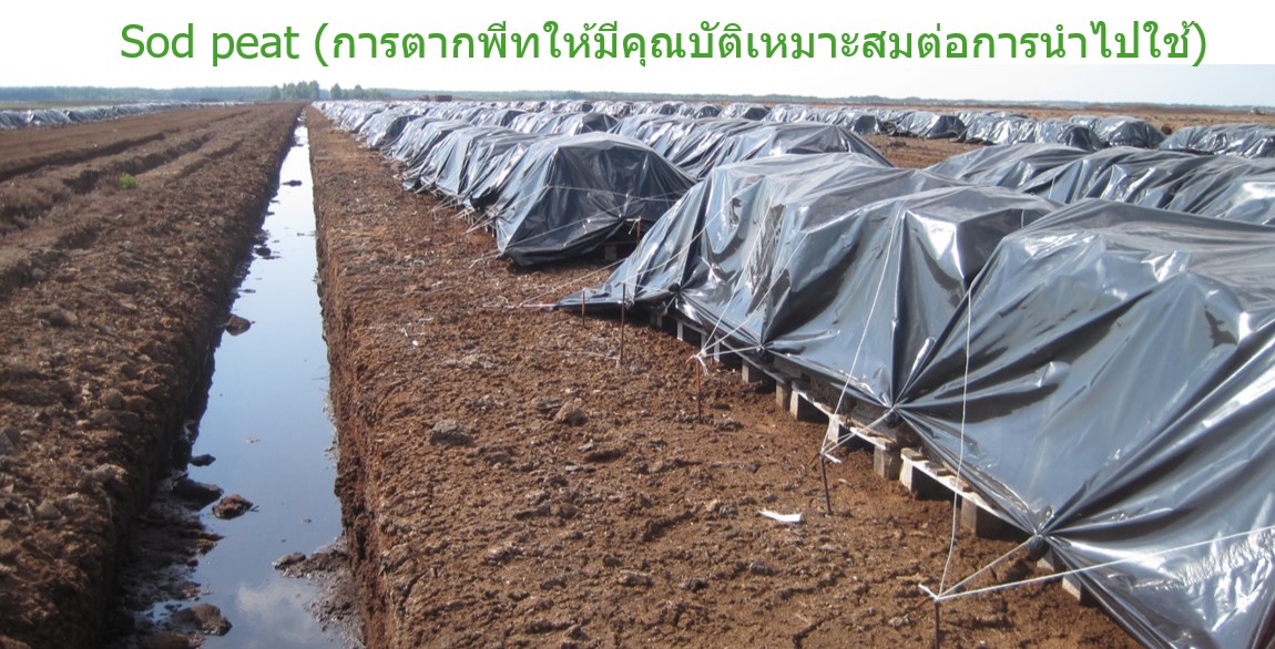 การตากพีทดำ